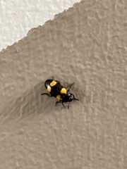 Episcapha quadrimacula