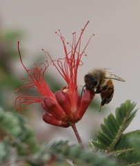 Apis mellifera