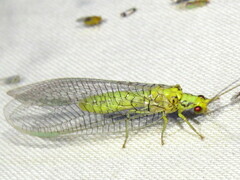 Italochrysa insignis