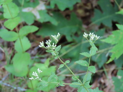 Eupatorium pubescens