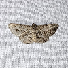 Psilalcis isombra