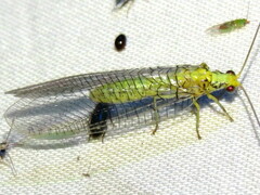 Italochrysa insignis