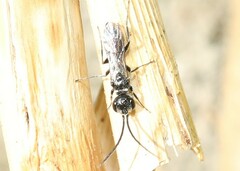 Dolichurus