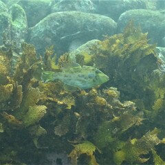 Scobinichthys granulatus