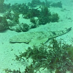 Platycephalus fuscus