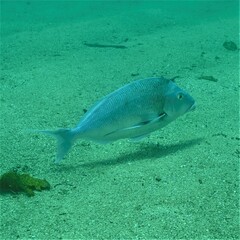 Nemadactylus douglasii