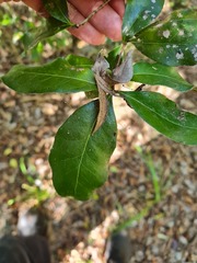 Denhamia celastroides
