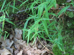 Dichanthelium dichotomum
