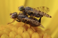Dioxyna picciola