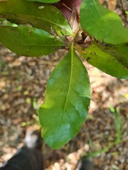 Denhamia celastroides