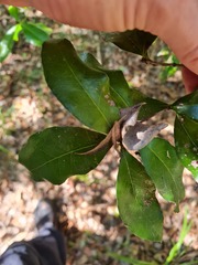 Denhamia celastroides