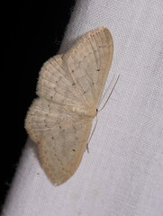 Scopula liotis