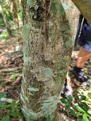 Denhamia celastroides