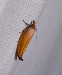 Wingia aurata
