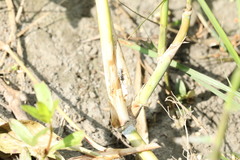 Dolichurus