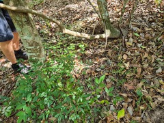 Denhamia celastroides