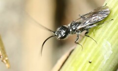 Dolichurus