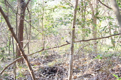 Cyornis tickelliae