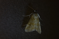 Hellula