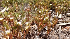 Mesembryanthemum nodiflorum