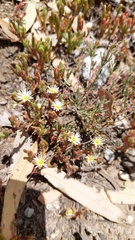 Mesembryanthemum nodiflorum