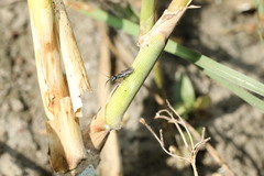 Dolichurus