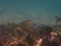 Acanthopagrus butcheri