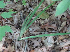 Iris verna smalliana