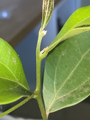 Cryptocarya triplinervis triplinervis