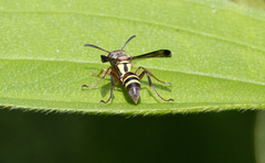 Polistes stigma