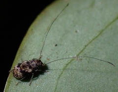 Anthribidae