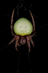 Araneus apricus