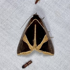 Agamana conjungens