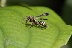 Polistes stigma