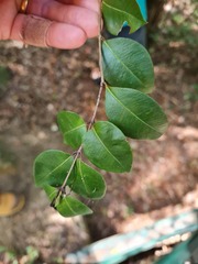 Backhousia myrtifolia