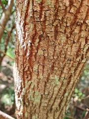 Backhousia myrtifolia