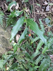Alpinia intermedia