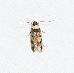 Sphyrelata nefanda