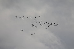 Branta hutchinsii
