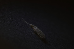 Ecnomidae