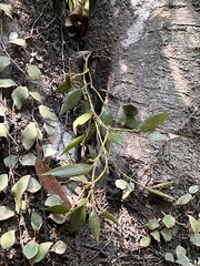 Dendrobium pugioniforme