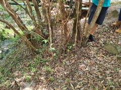 Backhousia myrtifolia