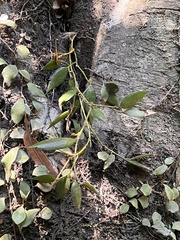 Dendrobium pugioniforme