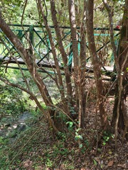 Backhousia myrtifolia