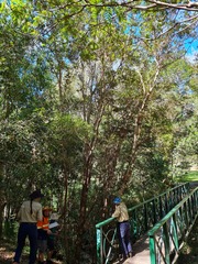 Backhousia myrtifolia