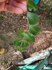 Backhousia myrtifolia