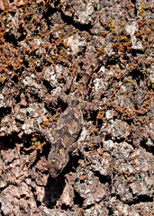 Sceloporus asper