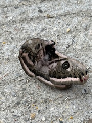 Saturnia pyretorum