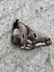Saturnia pyretorum