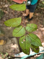 Backhousia myrtifolia